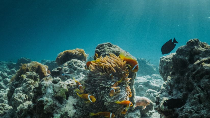 clownfish swimming near sea anemone