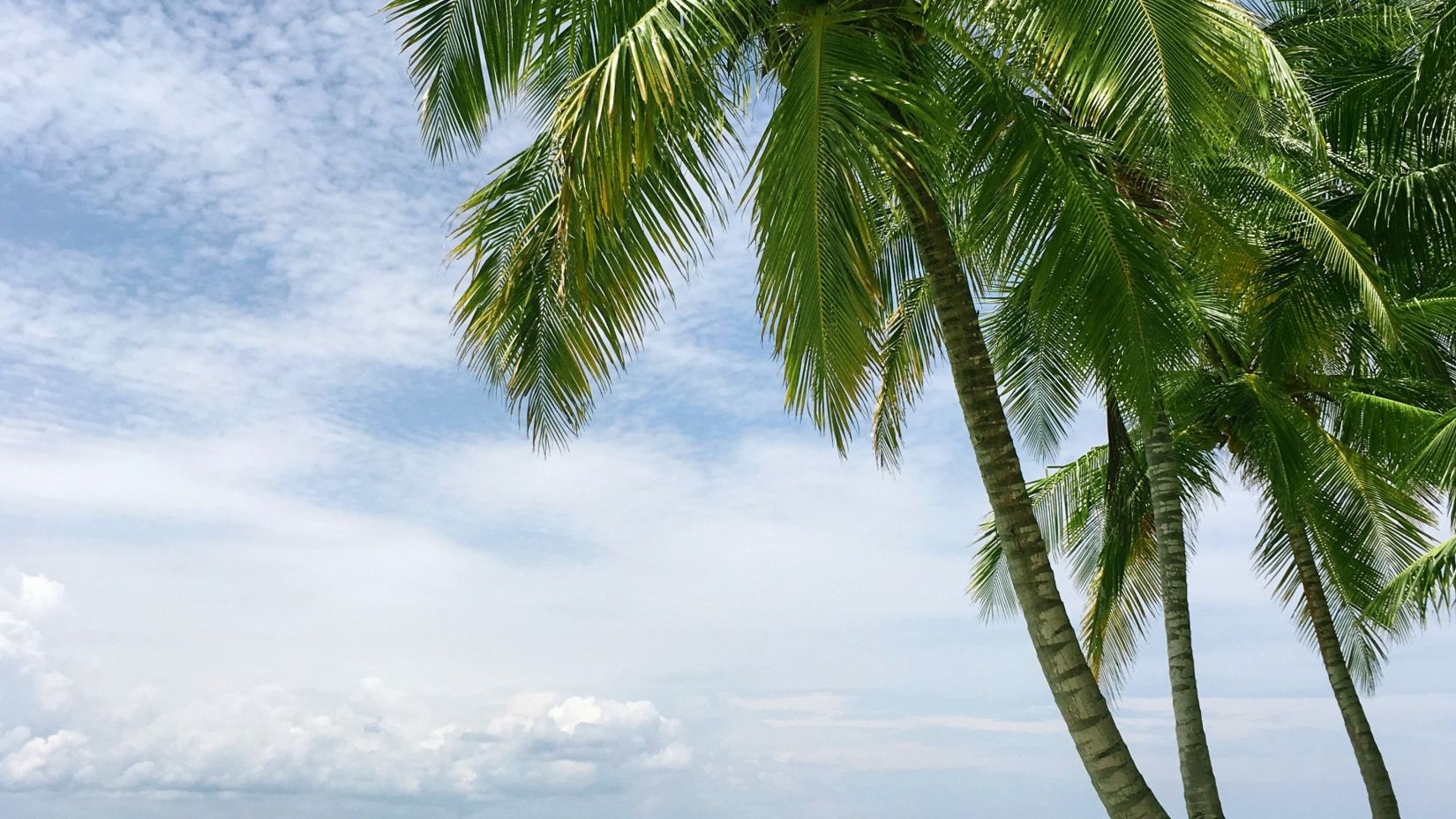 Coconut trees around the beach @ Lamrin Ucassaim Hotel, Goa