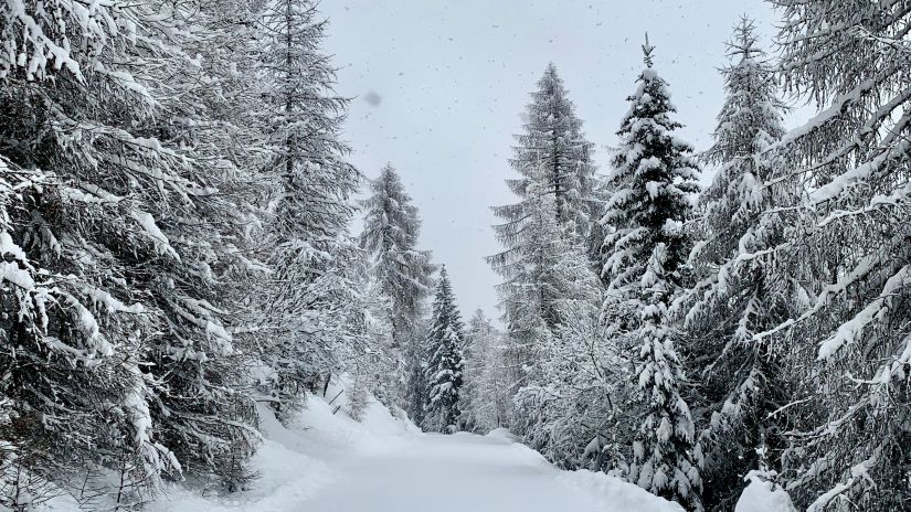 Snow filled pathway and snow covered trees in Solan