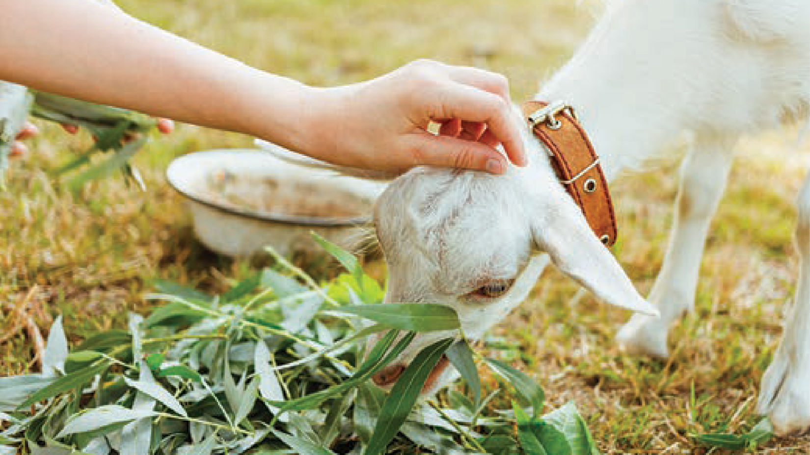 an small animal eating white grass as a person caresses its head