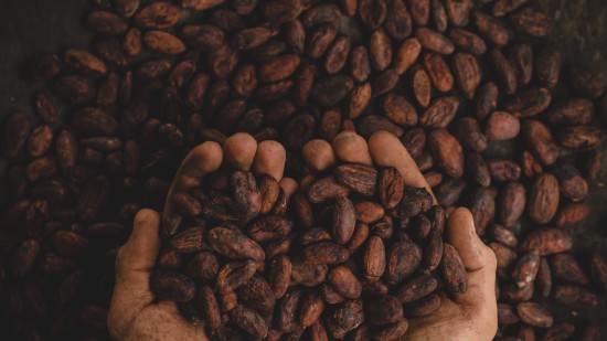 a person picking coffee beans in their palms