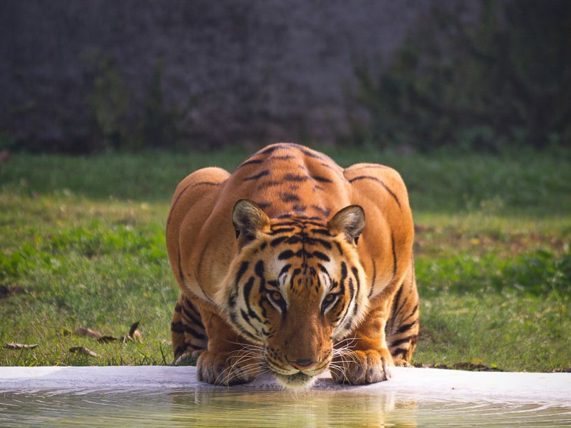 a tiger at a watering hole