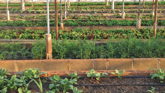 An organized greenhouse with rows of healthy, verdant plants, highlighting sustainable agriculture practices.