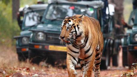 Tiger Camp Resort, Corbett Uttarakhand Corbett Jeep Safari