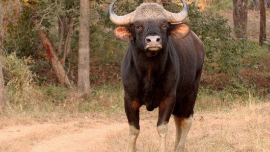 Satpura - Gaur