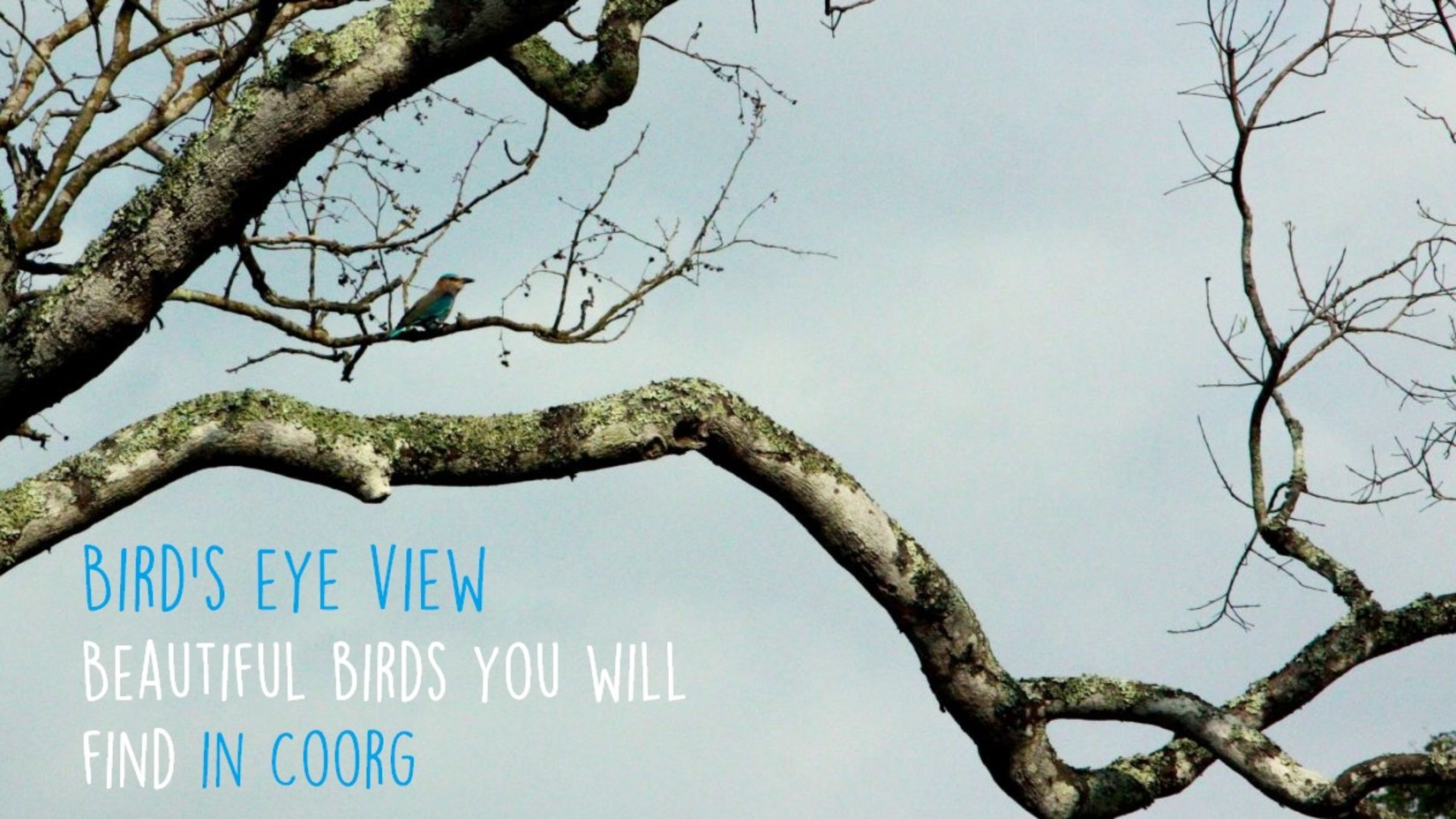 Promotional image of 'Bird's Eye View: Beautiful Birds You Will Find in Coorg