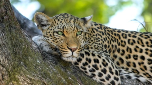 Leopard Trail Gurgaon official website