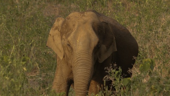 an elephant in a reserve