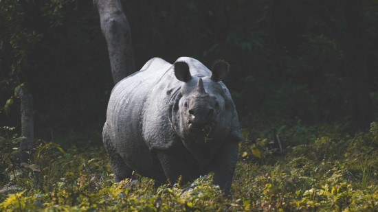 Kaziranga National Park