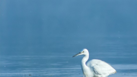 a white crane standing in middle of a water body