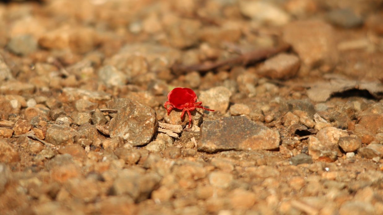 Red Velvet Mite walking through a barren patch