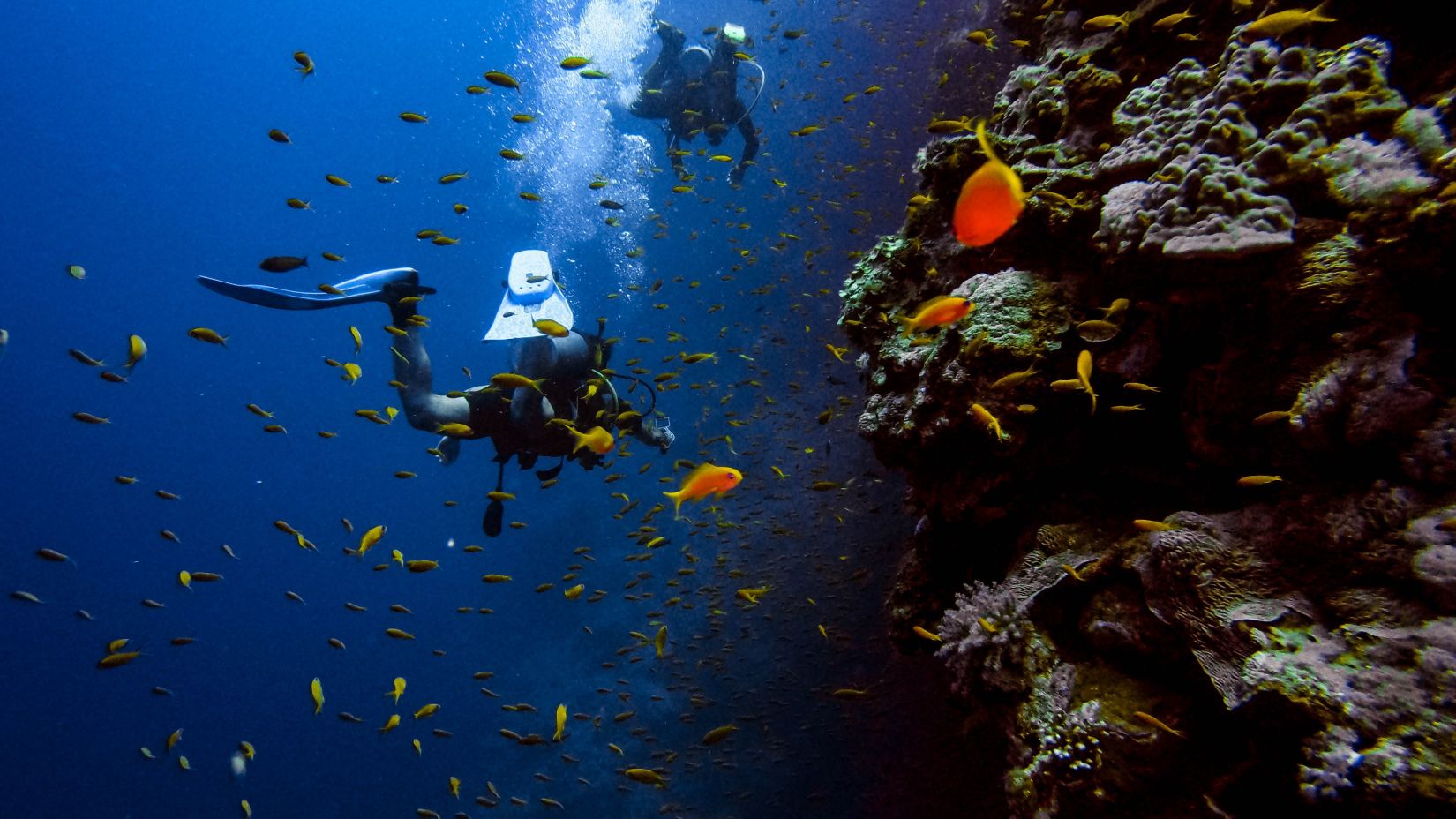 divers swimming near a school of fish