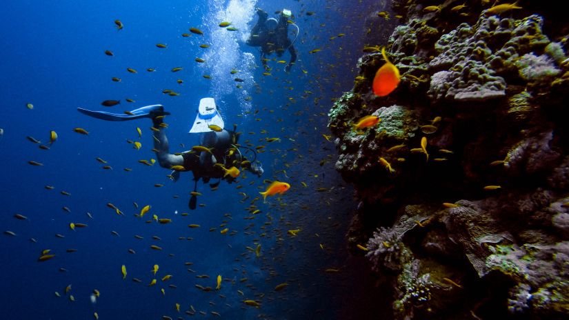 View of people Scuba Diving  along with fishes and sea plants enhancing the picture