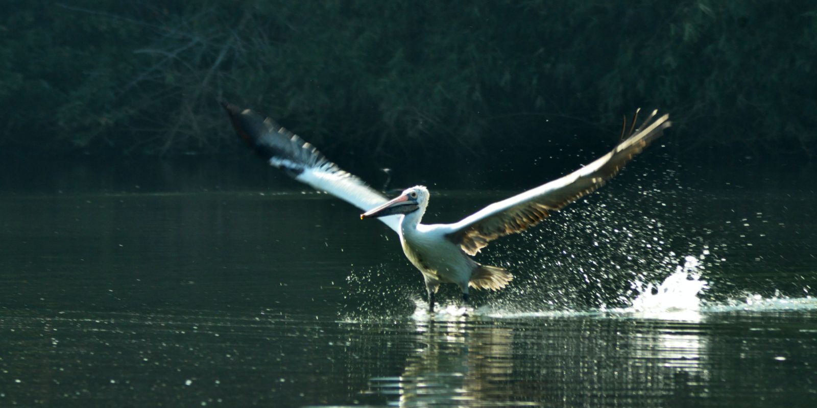 pelicans near water in a sanctuary