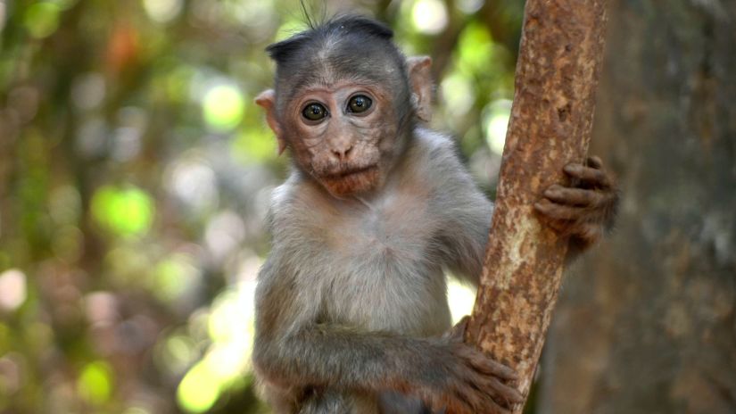 a baby monkey perched on a branch of a tree amidst nature