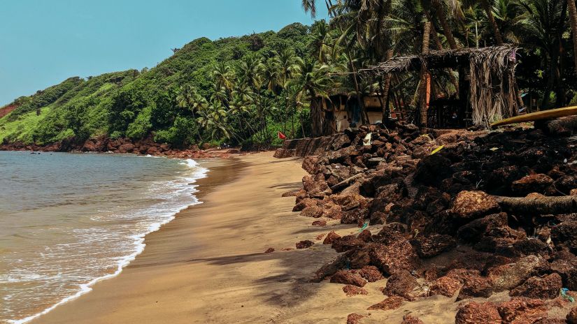 beach side with lush green trees lining the shore