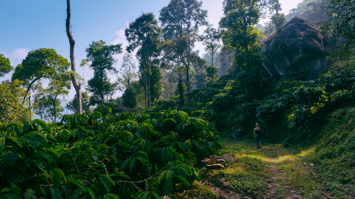 Trekking in Wayanad