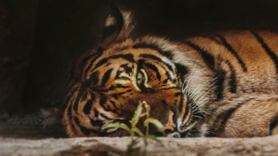 A tiger lying down and looking at the camera