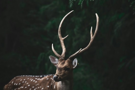 alt-text A solitary spotted deer standing alert in a dark forest, with dense foliage in the background.