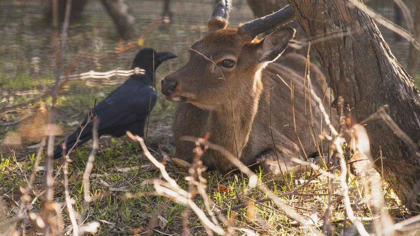 A deer and a crow sitting in the forest - at Gir 