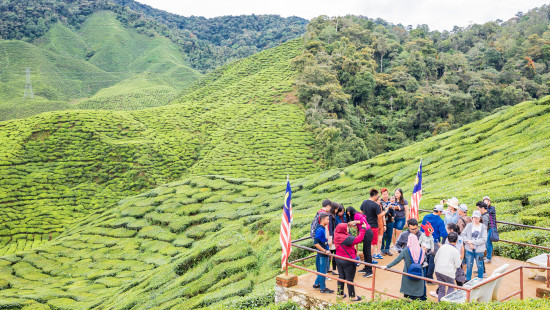 Happy Valley Tea Estate