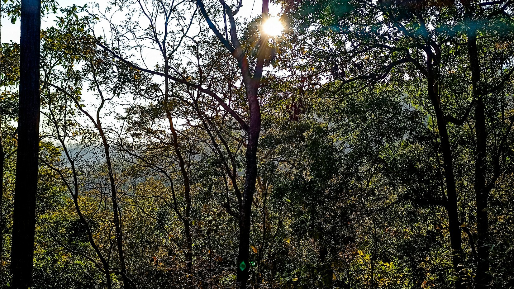 Sunlight filters through the sparse branches of leafless and leafy trees in a dense forest, highlighting the contrast between light and shadow.