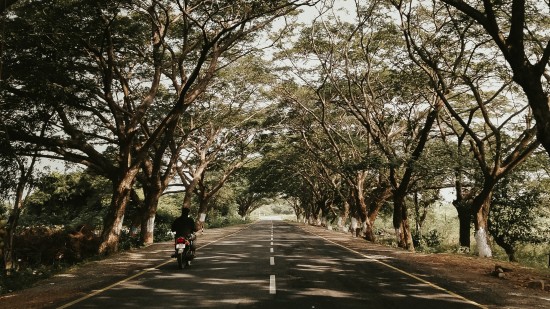 road flanked by trees in Chennai