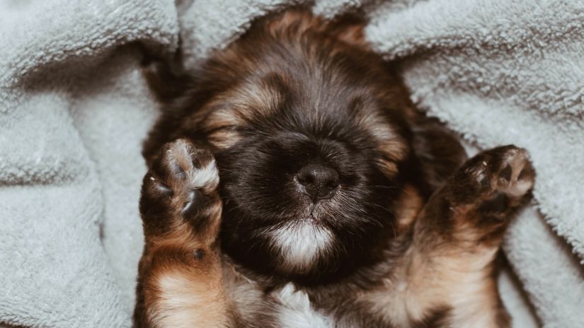 A little puppy sleeps comfortably inside a blanket - Best pet-friendly resort near Delhi