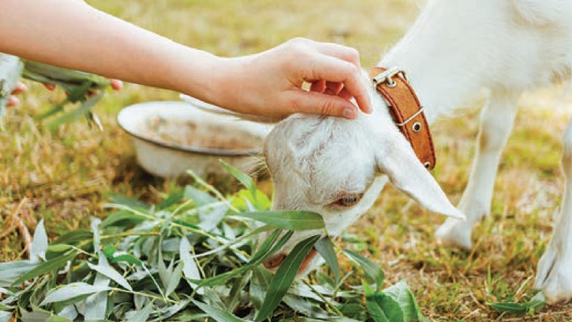 an small animal eating white grass as a person caresses its head