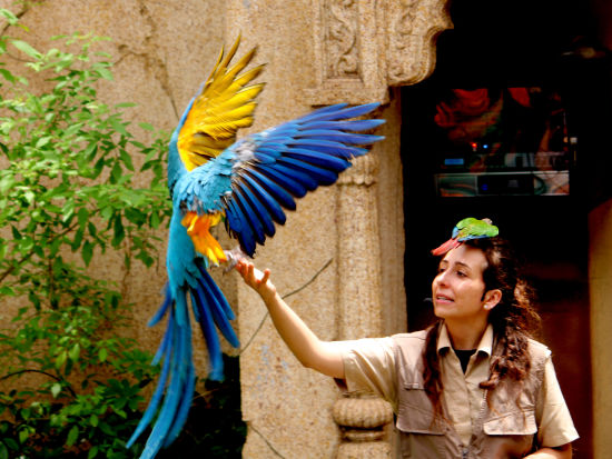 alt-text bird park esselworld, a staff member holding a bird 