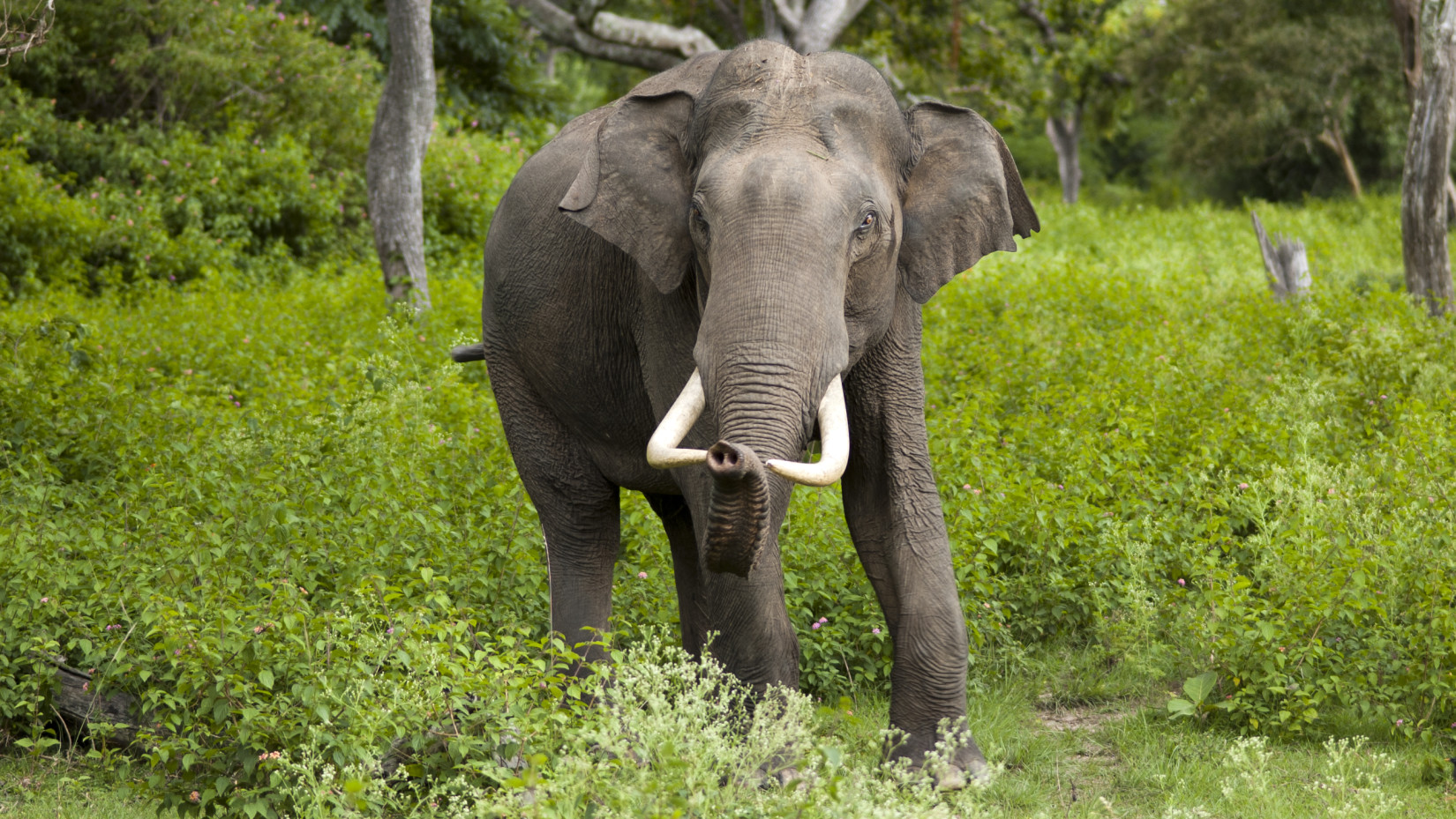 A wildlife sanctuary image and an elephant is walking  Amanvana Resort Spa, places to visit in Coorg