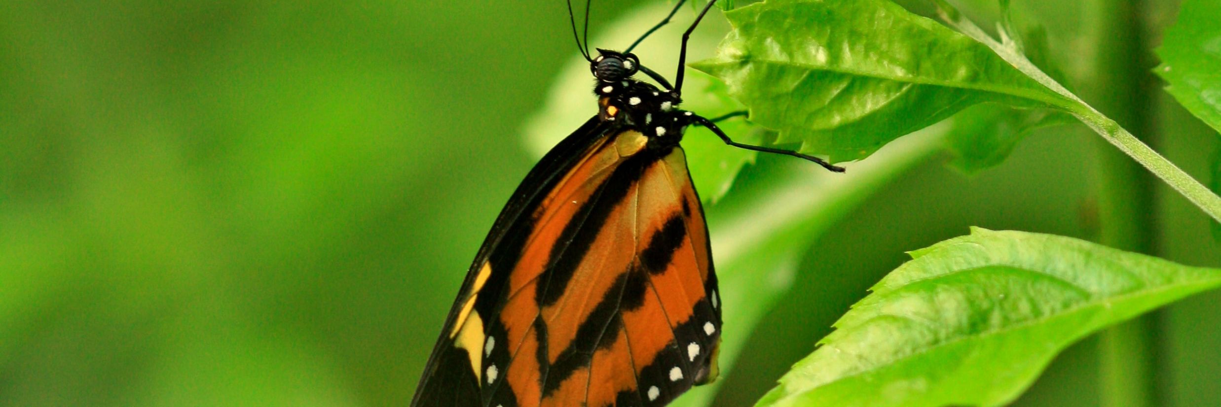 butterfly on green leaf @ Lamrin Ucassaim Hotel, Goa