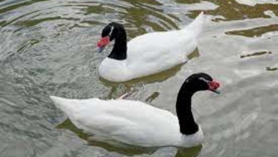 BLACK-NECKED SWAN