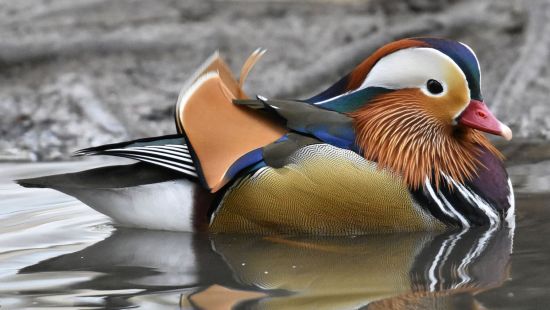 MANDARIN DUCK