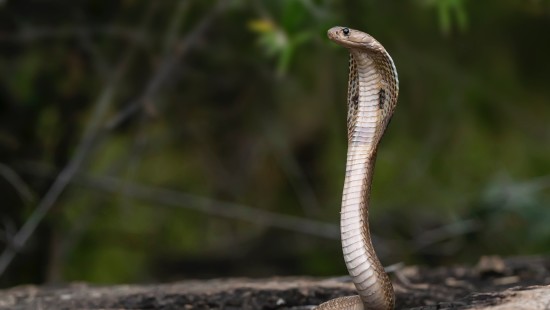 cobra in Bandipur National Park