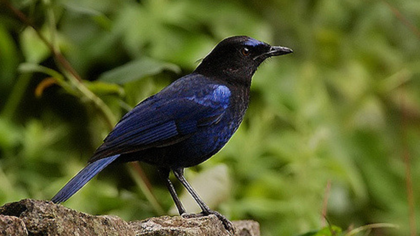 Shiny black bird perched on a stone with green leaves in the background.