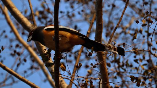 A bird sitting on a branch inside Ranthambore national park