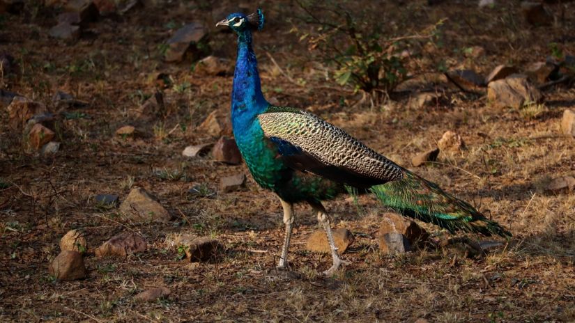 A peacock walking on a dry land inside ranthambore national park