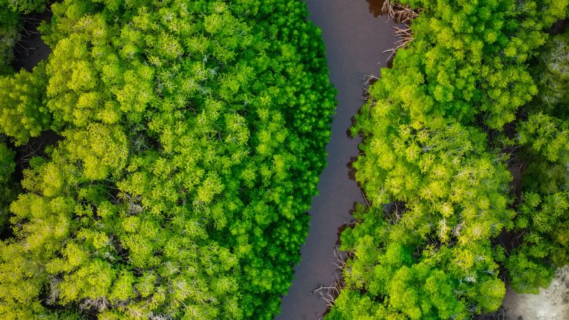 mangroves - unexplored places in mumbai