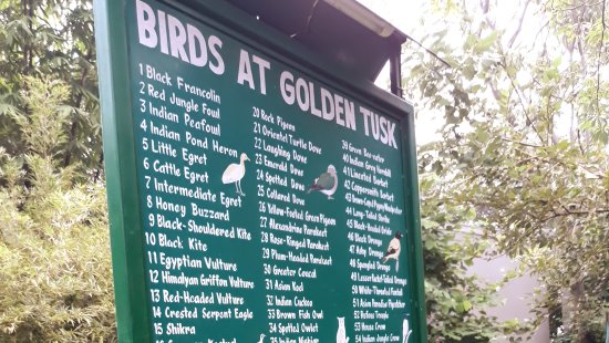 2 boxed for recycling with the catalogue of birds above it at Golden Tusk