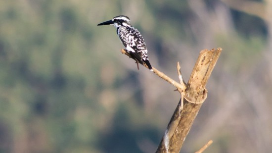 A bird perched on a dried branch looking into the distance with nature cover in the background