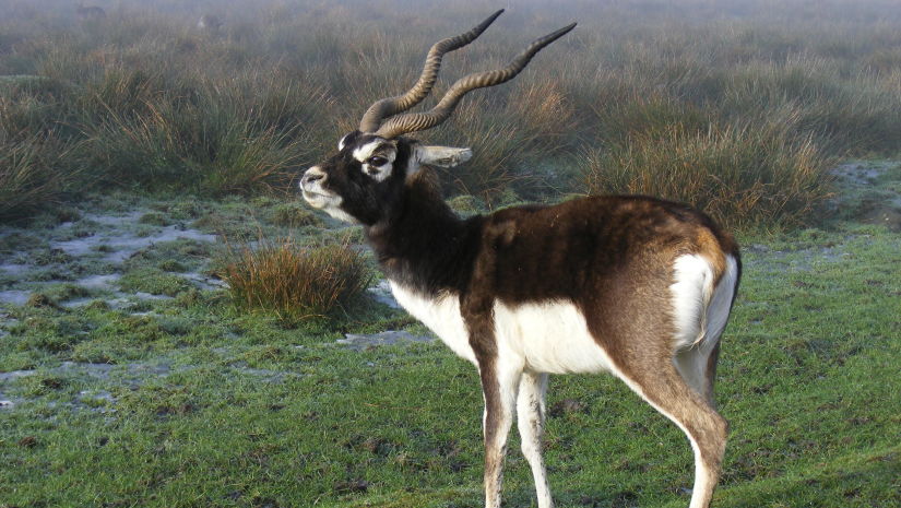 Balukhand Konark Wildlife Sanctuary in konark