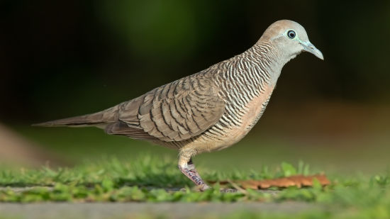 ZEBRA DOVE