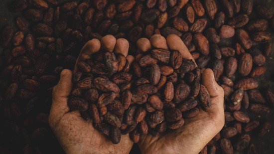 a person picking coffee beans in their palms