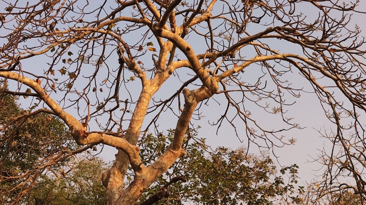 Ghost tree with flowers