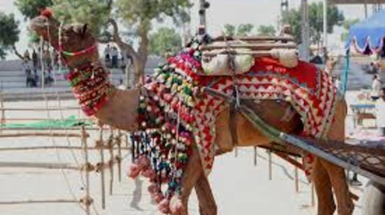 A camel dressed up in red and embroidered cloth at Pushkar Camel Fair