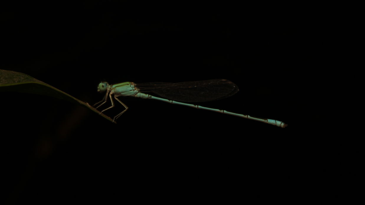 A Three-striped Blue Dart Dragonfly