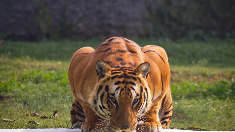 a tiger at a watering hole