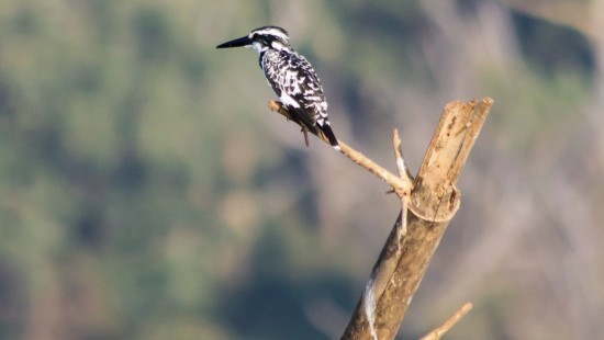 animal sighting during jungle safari at kabini 4