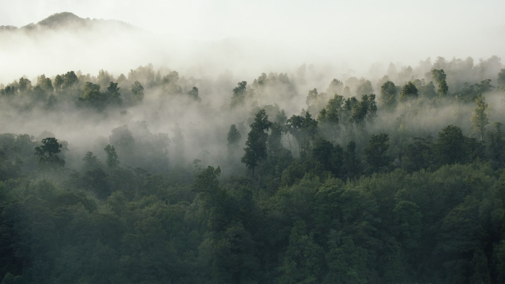 Abstract image of the woods with thick fog over the tress